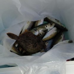 アジは好調（但しサイズはあともうちょっと）下関フィッシングパーク